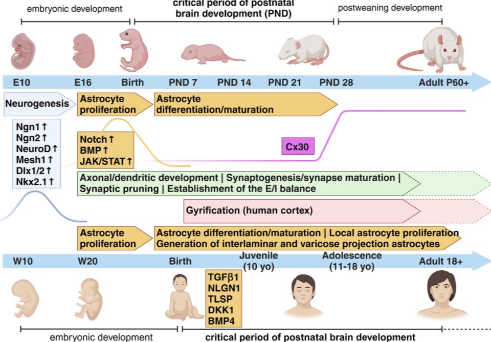 Cool dig into the literature while writing how ‚Brain stars take the lead during critical periods of early postnatal brain development: relevance of astrocytes in health and mental disorders’ for @molpsychiatry. More at: rdcu.be/dCRZT