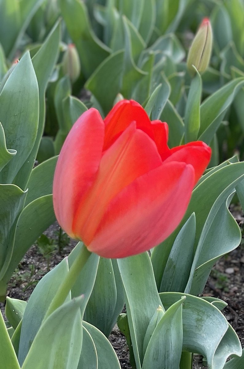 Hilo 🧵 La lluvia ha animado a los tulipanes 💐 del @RJBOTANICO @CSIC Fotografías: @Adellanotte Gerardo Torres y @jesusrodrigo65