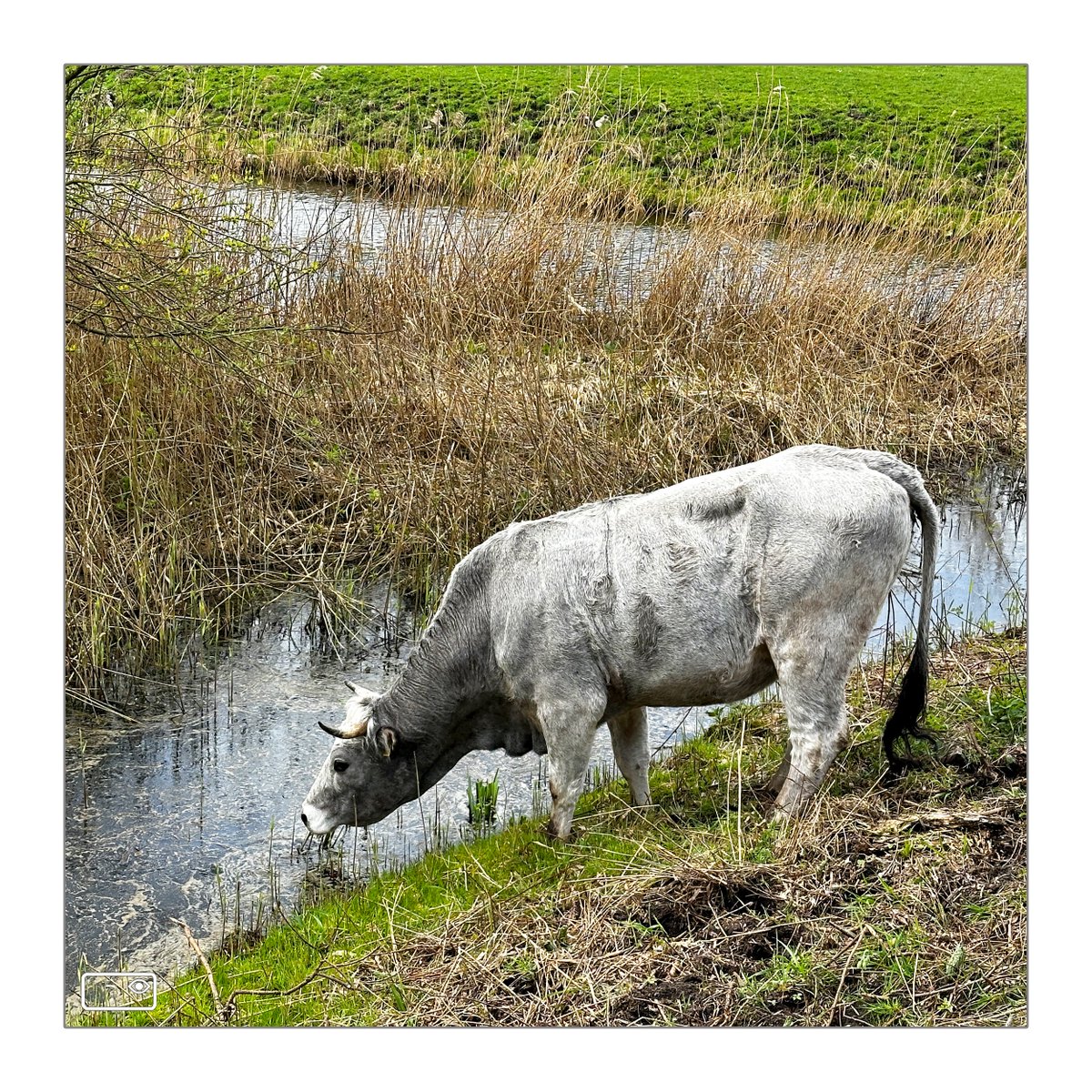 Deze #Gasconnekoe vindt het als afwisseling lekker om waterplanten (#Kalmoes)? uit de sloot te eten. #Gaasperzoom