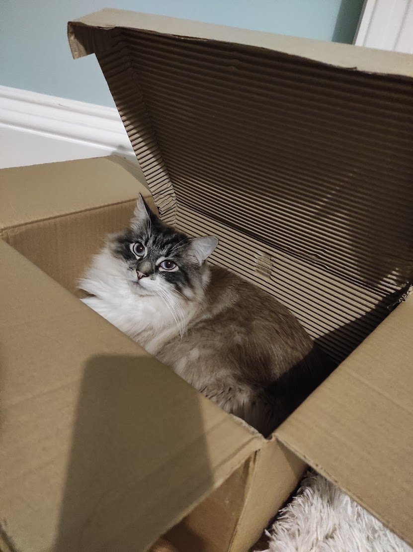 Wowowowowowow thank you <a href="/PlanetZooGame/">Planet Zoo</a> for sending me this box of goodies what the heck?? 😲

Now I wasn't asked to post anything BUT this is my first time receiving a  goodie box like this - and it's very cool so #Ad to be safe 🥰

p.s. the cats love the box everything came in💜