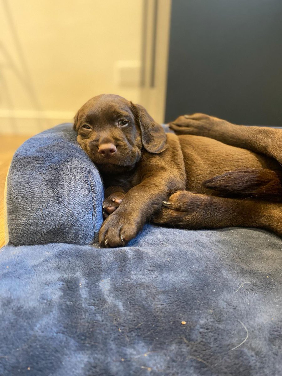 Rufus, 7 weeks old, a week today he’s coming home 🤎🤎🤎