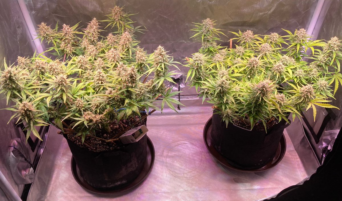 Fastbuds gelato on left
Fastbuds orange sherbet on right.
Both about done.  This is day 61.   
Grown by @dakineva1  in the ATS-42 grow tent kit 

greengoddesssupply.com/products/4x2-g…

#growtent #learntogrow #growyourown #homegrow