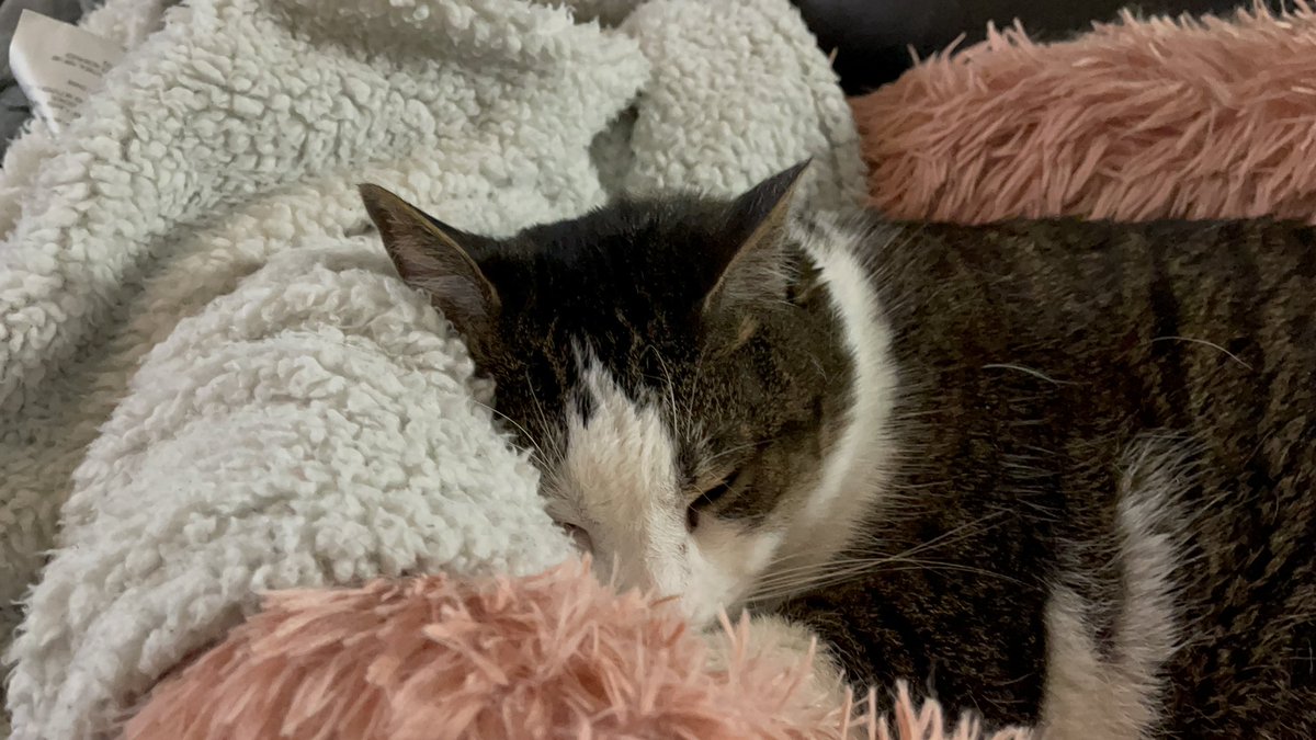 Scrolling through photos today, so many ones of Waldo…. Miss you❤️🌈
#RememberWaldo