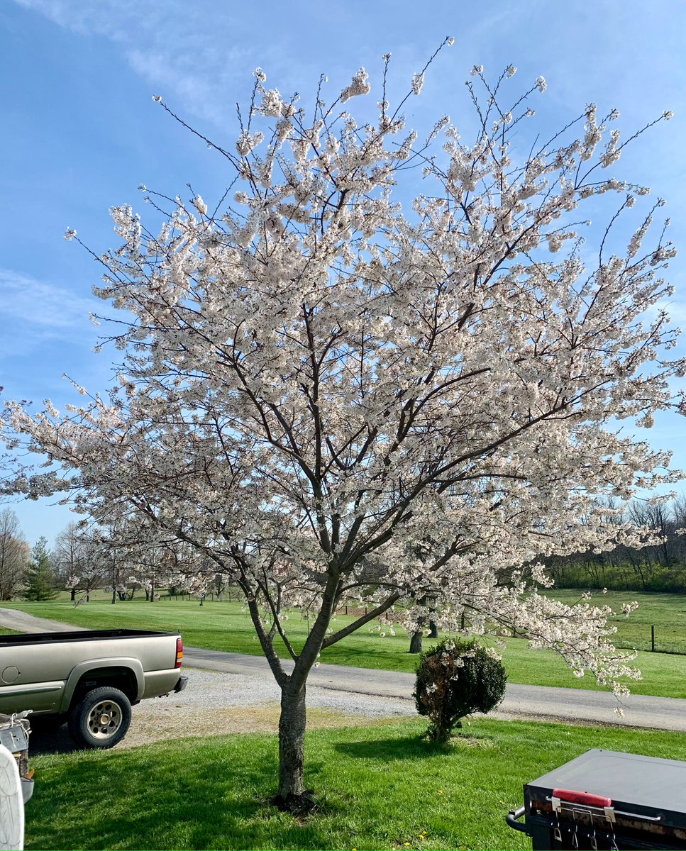 My front yard tree this morning! ❤️
#trees #blooming #spring #SpringEquinox #nottomissnovels #kscauthor #Souza_Author #authorksc #blueskies #pretty #sunnyday #warm #GoodFriday #LovelyDay #EasterWeekend