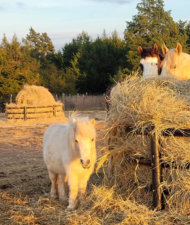 Good morning friends and happy FRIDAY! This morning we are so thankful to say that we are now $1,474.25 away from being able to make that call and schedule delivery on round bales for the horses! That's a need of 8.7 ($170 each) bales to go! On a more serious note, as…