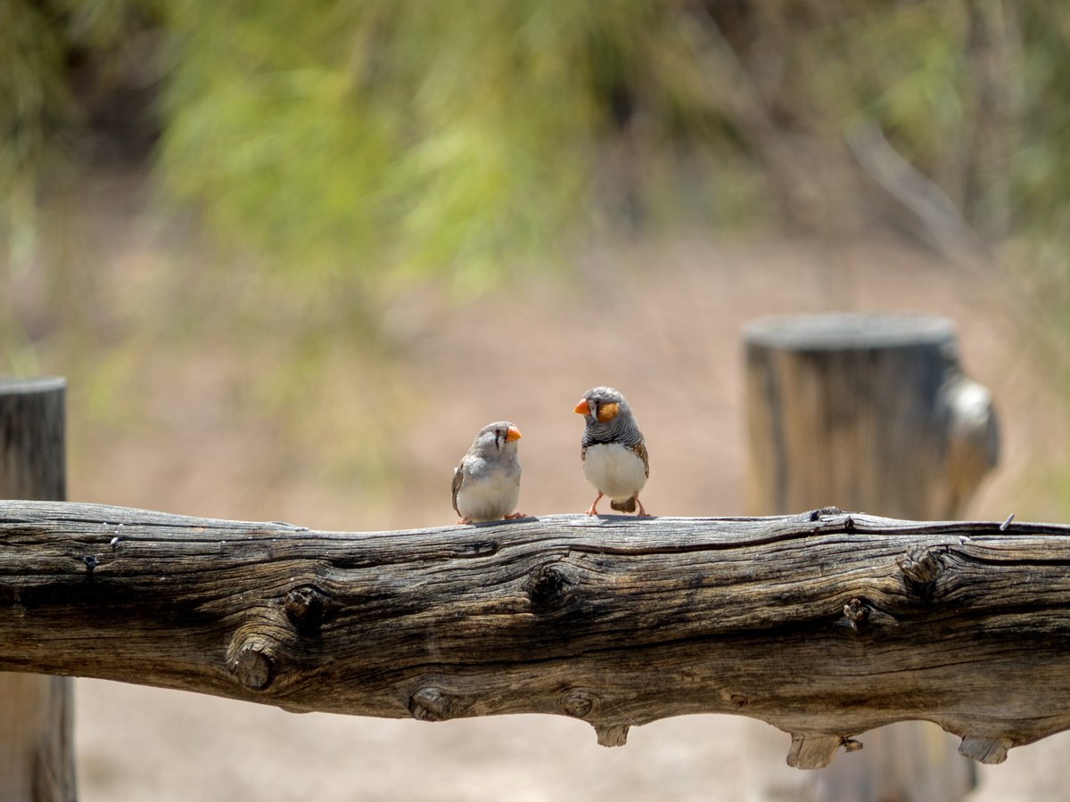 How are birds adapting to seasons? Zebra finch parents emit 'heat-calls' during incubation at high temperatures. @EveUdino & team found that exposure to such heat-calls can increase the overall resilience of their offspring in summer, but also winter. Read more: