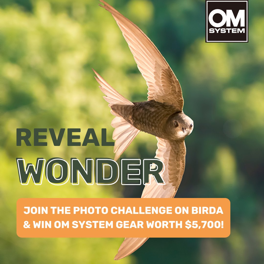 The OM System 'Reveal Wonder' Challenge begins TODAY! Log and photograph 5 species on Birda before 30th April to be in for a chance to win some amazing OM Systems gear, worth $5,700!! What will you find?? #birdchallenge #birdachallenge #omsystem #birding #birdwatching