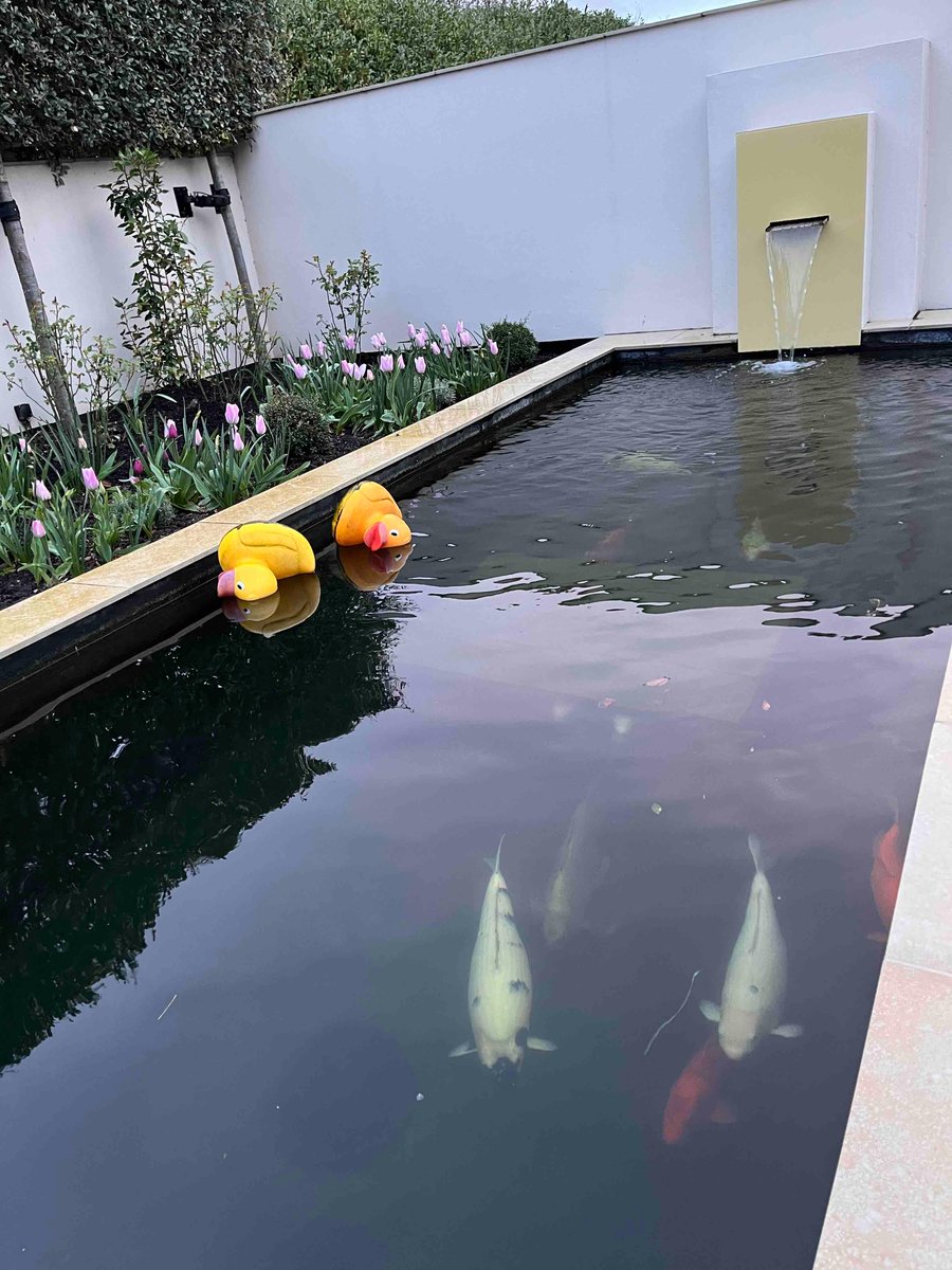 MarvellousMinds's tweet photo. Ductktastrophe! Stormy weather upended the ducks and discombobulated the koi! I know how they feel. I’d just packed away my thermals and now I’m double-layering before putting my nose outside the door.
#BritishWeather
#AlrightForDucks https://t.co/FXmO7C6DLe