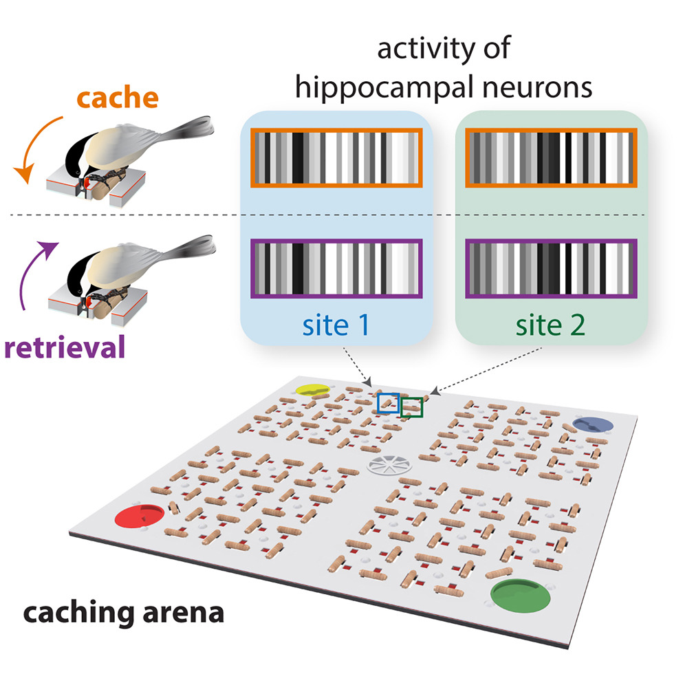 Chickadees activate unique neural “barcodes” each time they hide food. These barcoded #memories then light up in the brain when they retrieve it. More in @CellCellPress: cell.com/cell/fulltext/… @ZuckermanBrain @selmaanchettih, @e_mackevicius, Stephanie Hale, & Dmitriy Aronov