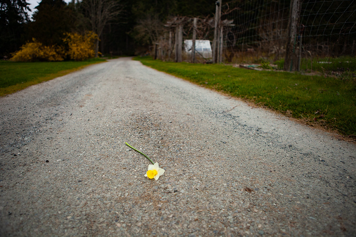 Daffodil season has arrived! What's your favorite sign of spring? 📸: Nia Martin #Hedgebrook #springthings #daffodils #flowerfields #inbloom #writingretreat #magicalplaces #ontheland