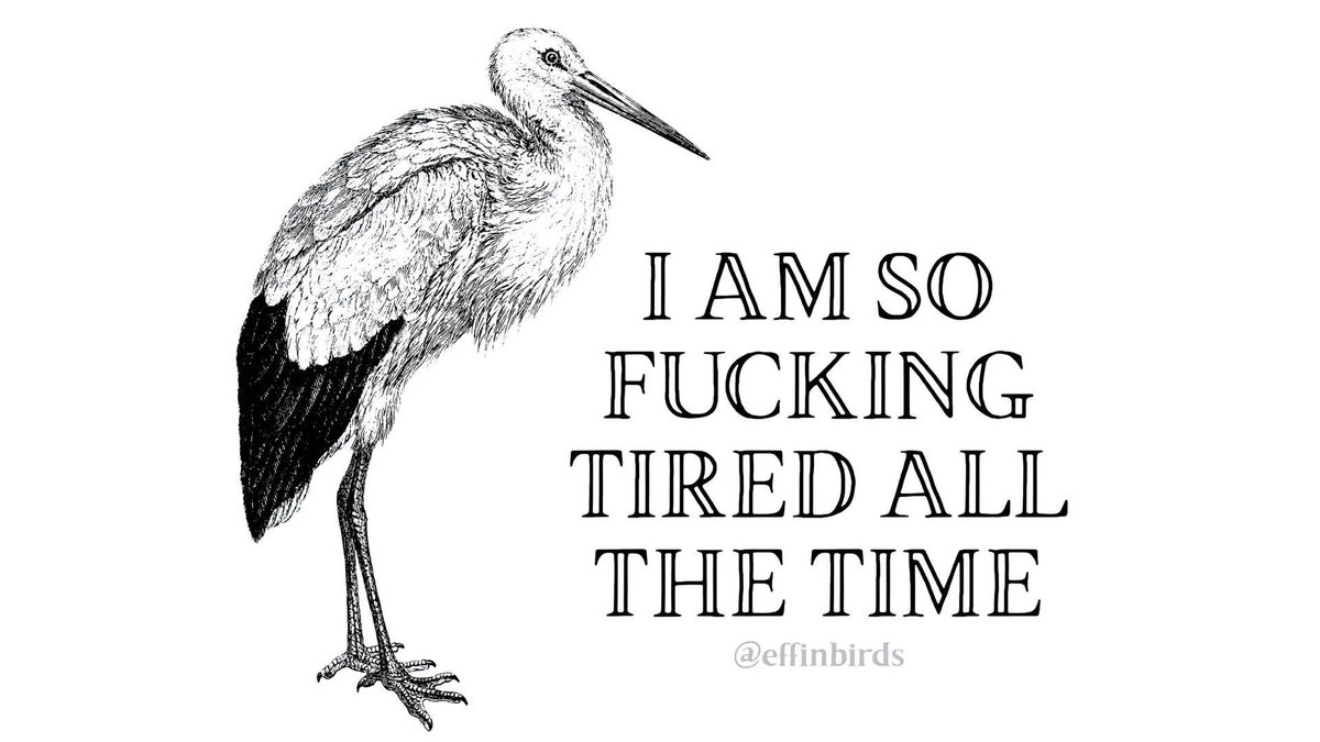 EffinBirds's tweet photo. https://t.co/Ze2fe0eeZm