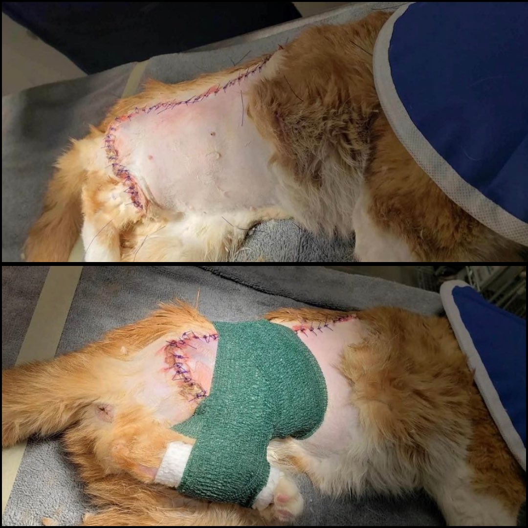 Jack Cupid needs your help. He was found frozen to the side walk and rushed to a local veterinary hospital where we took over his care. He needed full supportive care and surgical debridement of a thermal wound. 

His care cost approximately $2,000. 

form-renderer-app.donorperfect.io/give/homeward-…