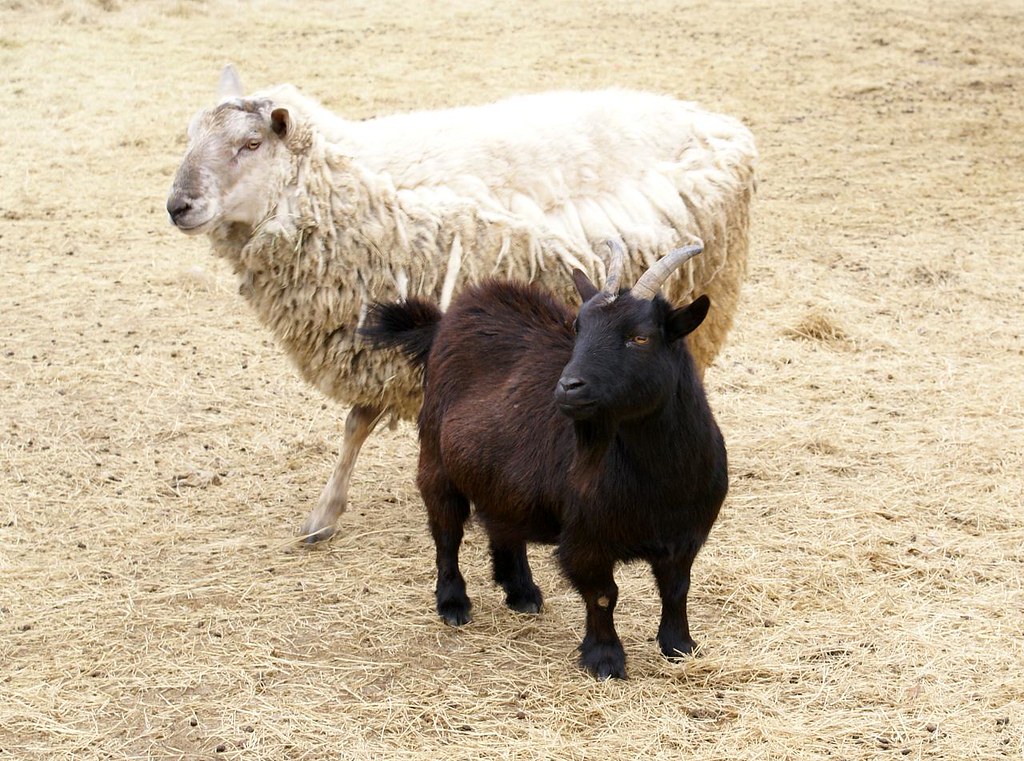 FirstChevalier's tweet image. Be the Sheep-In Prison Part II for Monday Morning With Jesus is on Substack now at the link below. No lesson will be posted this week. Our church has scheduled activities in that time.
Link-markmalcolm.substack.com/p/be-the-sheep…
Image-"Sheep + Goat" by Clevergrrl is licensed under CC BY-SA 2.0.