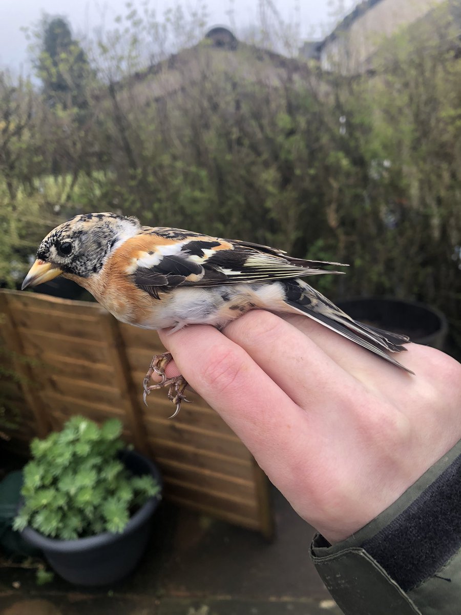 birding_buxton's tweet photo. Brambling have been thin on the ground in Buxton this winter, so it was nice to catch one in @OrridgeSteve’s garden this morning. A total of 12 species ringed including 5 Siskin, Chiffchaff and Lesser Redpoll. https://t.co/TegpBvvxE1