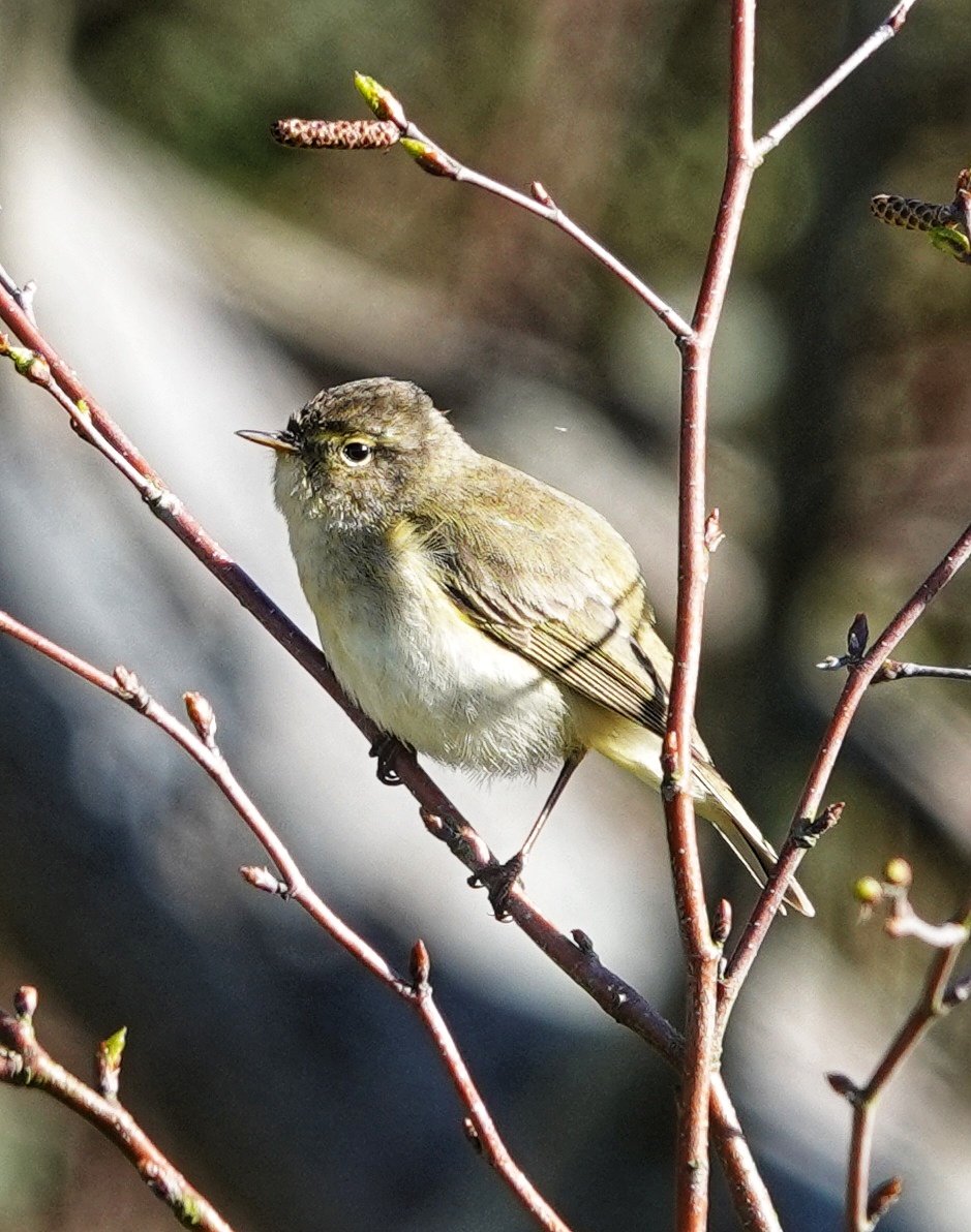 Chiffchaff at Benone this morning enjoying some sunshine 🌞 #birdwatching #birdphotography #BirdsSeenIn2024