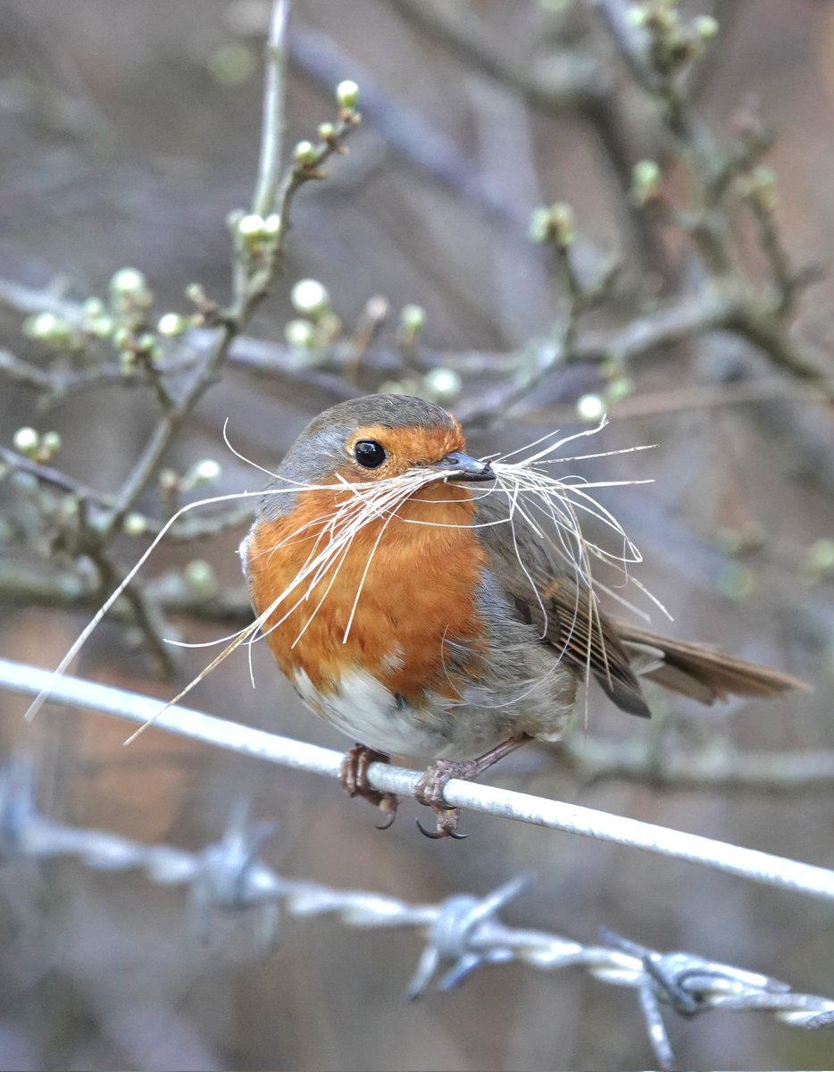 Robin at Benone this morning giving itself a moustache gathering some nesting material ❤️ #birdwatching #birdphotography #BirdsSeenIn2024