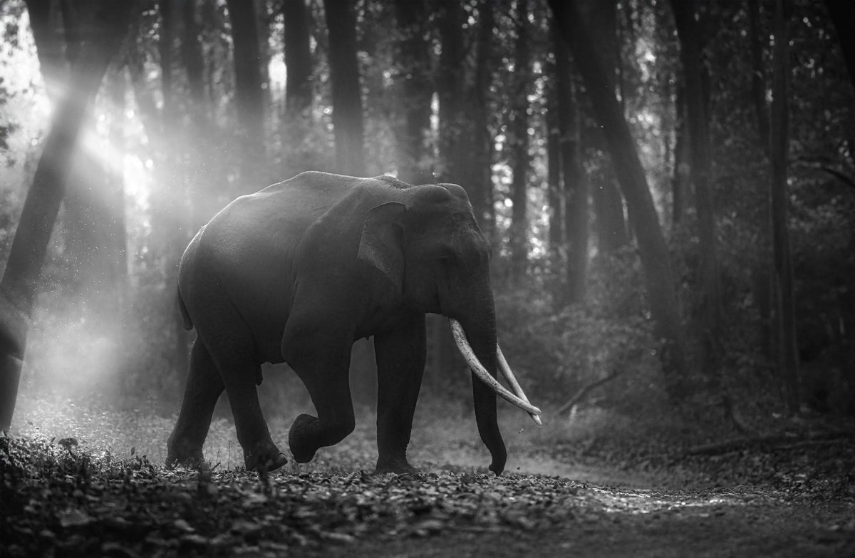 Did you know elephant tusks have many purposes? These magnificent monochrome clicks are by #NikonCreator Akash Das. #Nikon #NikonIndia #NIKKOR #NikonPhotography #wildlifePhotography #NikonZ9 #Z9 #Unstoppable #NikonZ6II