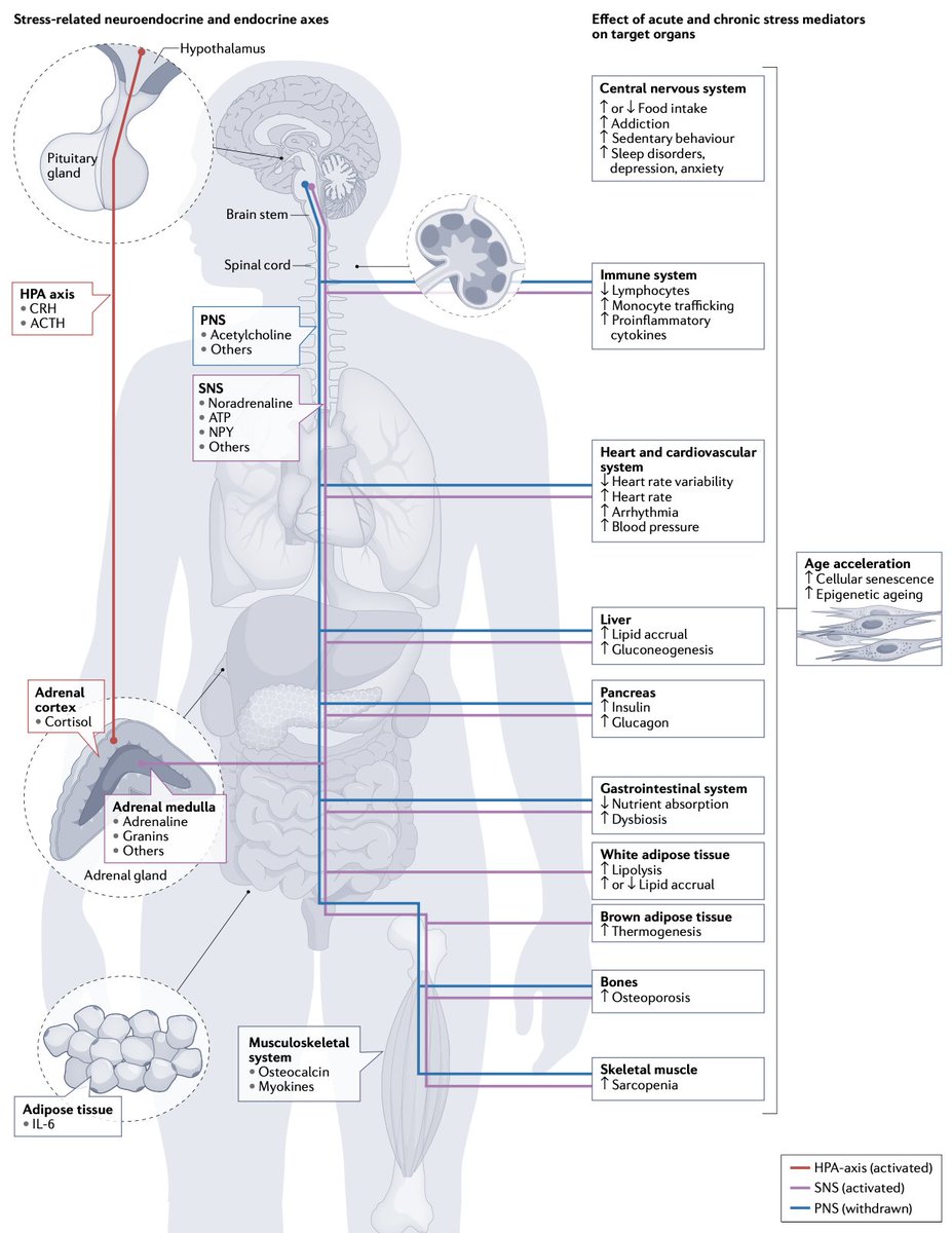 Both animal and human research suggests that stress and related changes in sympathetic–parasympathetic balance and the HPA axis can accelerate biological ageing, including unfavourable changes in metabolism and immune function… researchgate.net/publication/36…