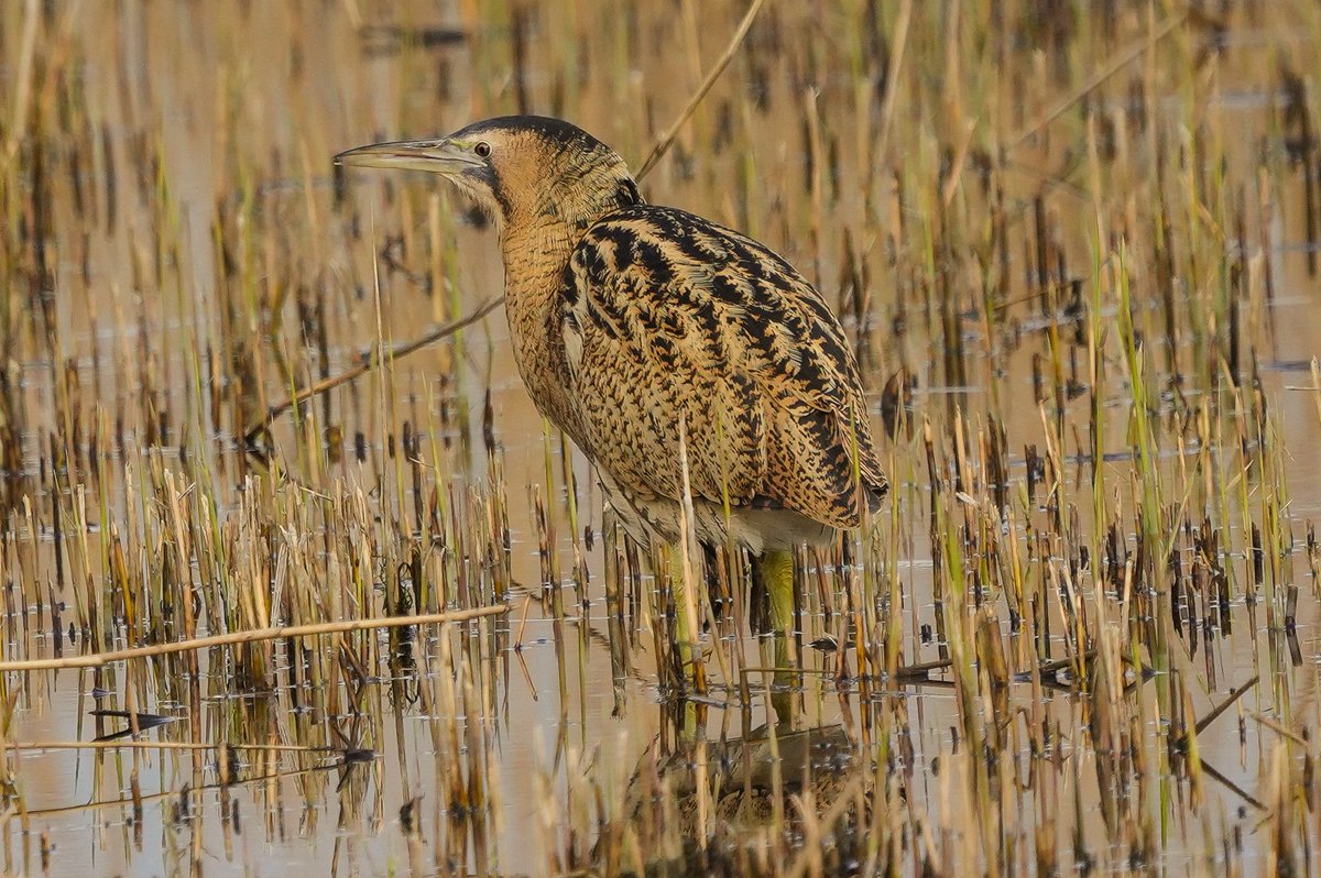 Bittern showing well at far ings. #BirdsOfTwitter #TwitterNatureCommunity #TwitterNaturePhotography #birdwatching #birdphotography