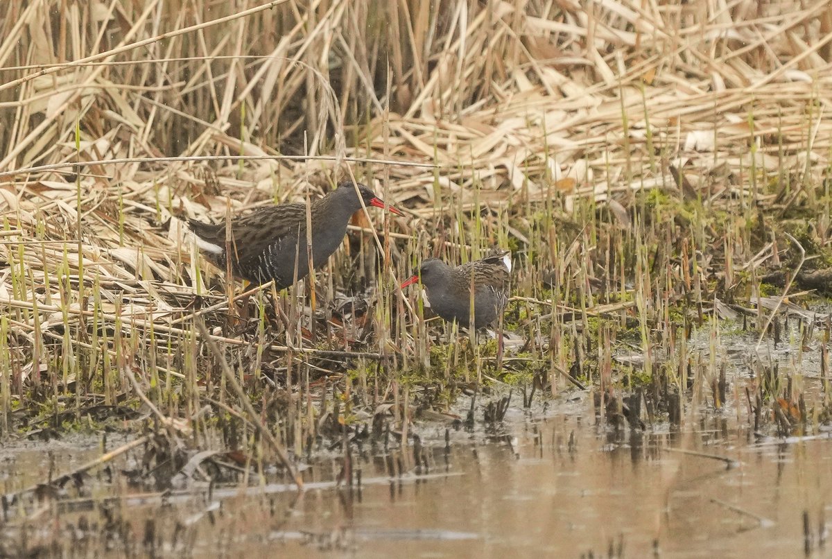 Not one but a pair of water rail in the open. #TwitterNatureCommunity #TwitterNaturePhotography #birdwatching #birdphotography #BirdsOfTwitter