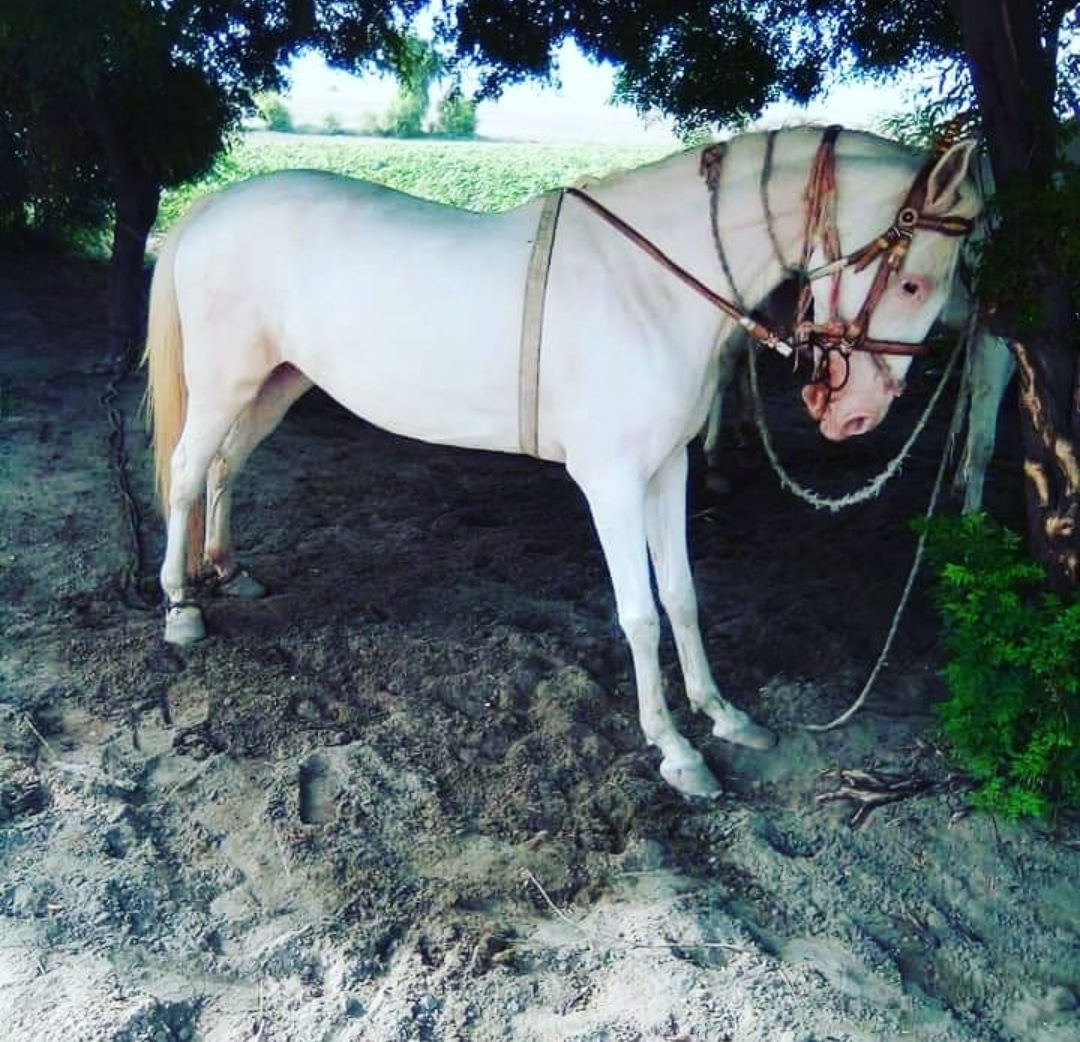 #BeautifulHorsesOfPakistan #horses #horsesofinstagram #equestrian #horseriding #equine #pferd #equestrianlife #dressage #horselove #instahorse #love #horselover #showjumping