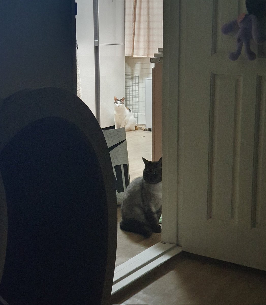 고양이들한테 
"너넨.. 평생.. 엄마고양이야.. 다른데 절대못가.. " 하면서 협박(?) 하고 있다.
따지고보면 틀린말도 아님 . (너무맞는말)
