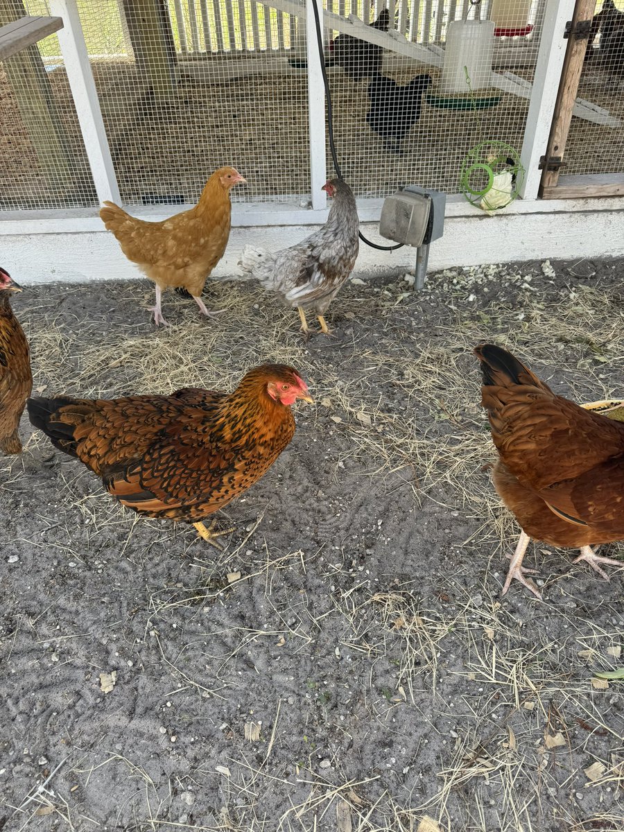 Alexis Ohanian 🗽 tweet media