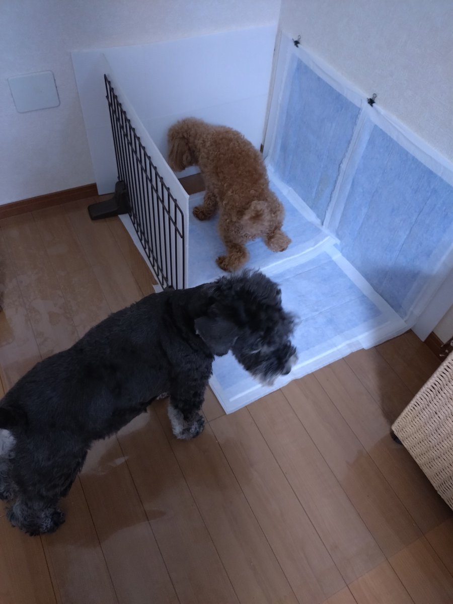 lavender0909's tweet photo. 玄関で悟空の帰りをじっと待つサスケ🐶

帰ってきたら寂しかったよ〜とばかりにつきまとい🤣 https://t.co/819QJD3Eti