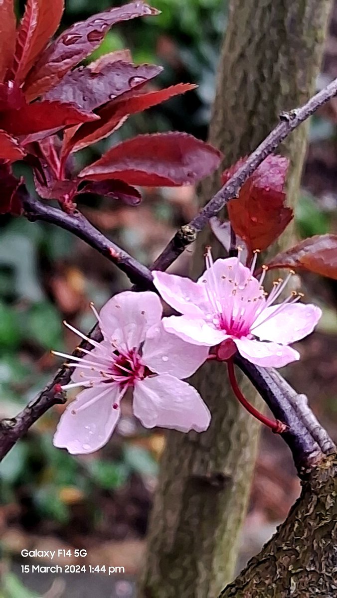 moorthyn350's tweet photo. Flowers and leaves with rain drops - East Croydon, London 

Mobile photography-Samsung Galaxy F14 5G - f/1.8  1/50  3.98 mm  ISO32

#mobilephotography 
#MyPhoto
#SamsungGalaxyF14 https://t.co/D1XNUS5bDK