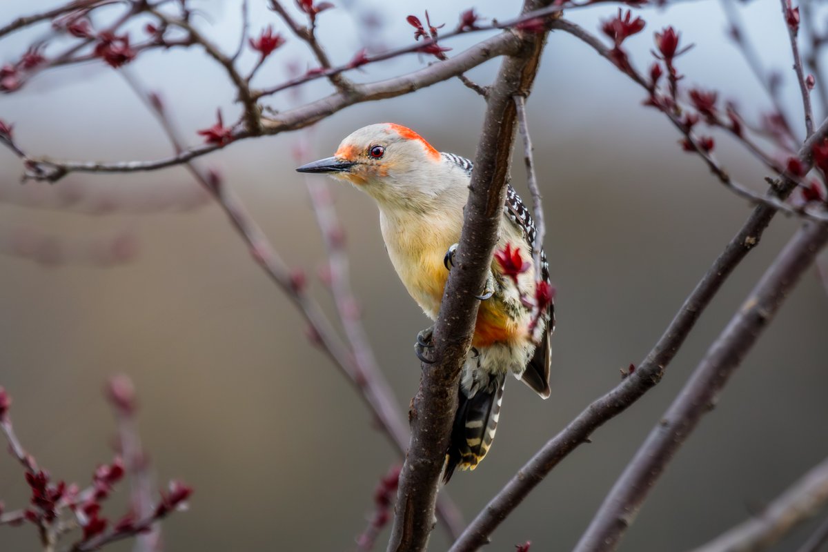 Red Bellied Woodpecker in the Crabapple Tree Photographed with a Canon 5D Mark IV & 100-400mm f/4.5-5.6L lens +1.4x III. #birdphotography #birdwatching #wildlife #nature #teamcanon #canonusa