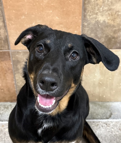 🎶 Oh my darling Clemintine 🎶 PetSmart on Hulen has one heck of a deal for you; Clemintine is available for adoption❣️ She is dog friendly, small animal friendly, kid friendly. SHE IS ALL THE FRIENDLYS! Come save a life and complete your family today 🤸‍♀️
