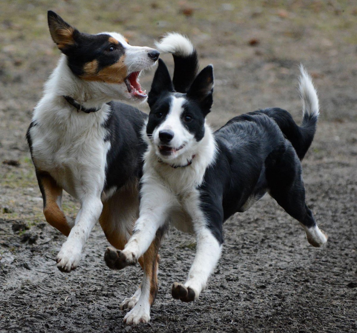 Adrian Tilsed tweet media