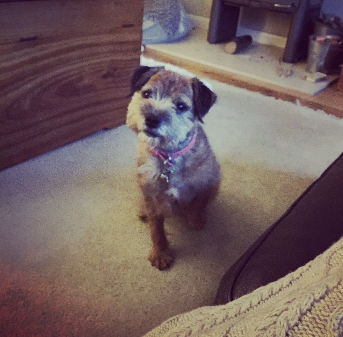 Sir Clapton Terrier tweet media