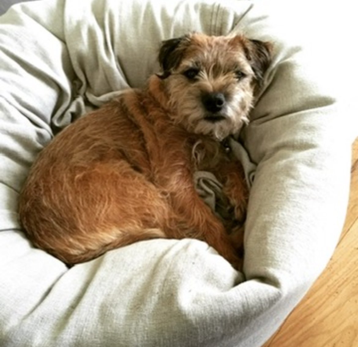 Sir Clapton Terrier tweet media