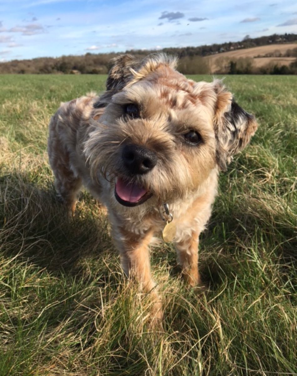 Sir Clapton Terrier tweet media