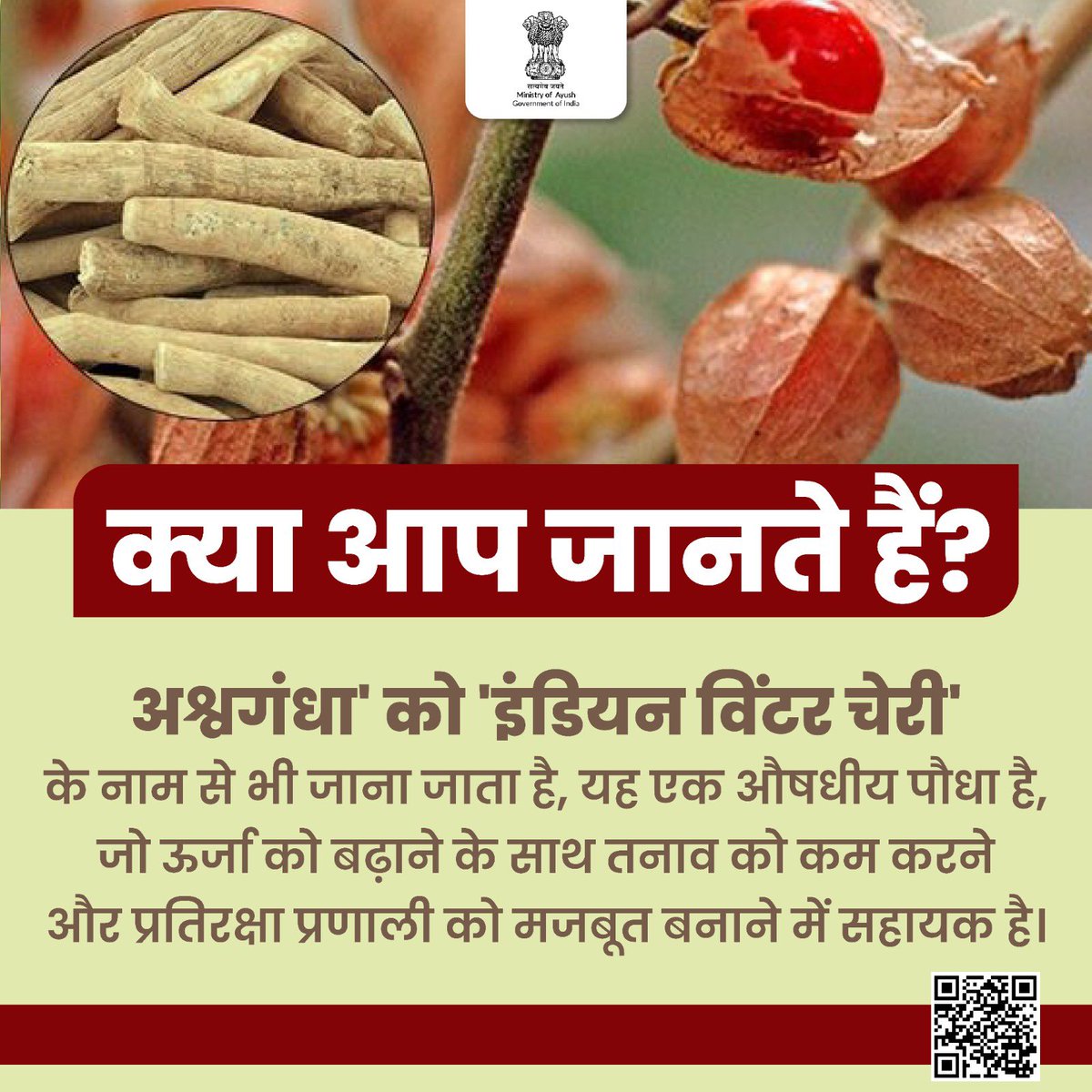 moayush's tweet photo. अश्वगंधा, एक औषधीय पौधा है। स्वास्थ्य लाभों के लिए आयुर्वेद में इसका इस्तेमाल सालों से किया जा रहा है। यह तनाव कम करने के साथ प्रतिरक्षा प्रणाली को मजबूत बनाता है। इस विषय में अधिक जानने के लिए क्यूआर कोड को स्कैन करें।
#DoYouKnow #Ashvagandha #Ayurveda https://t.co/BuiBQLv0kd