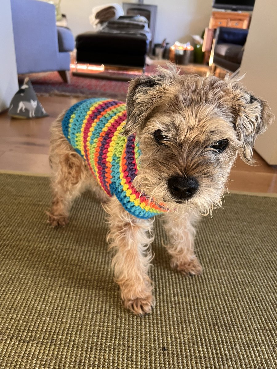 Sir Clapton Terrier tweet media