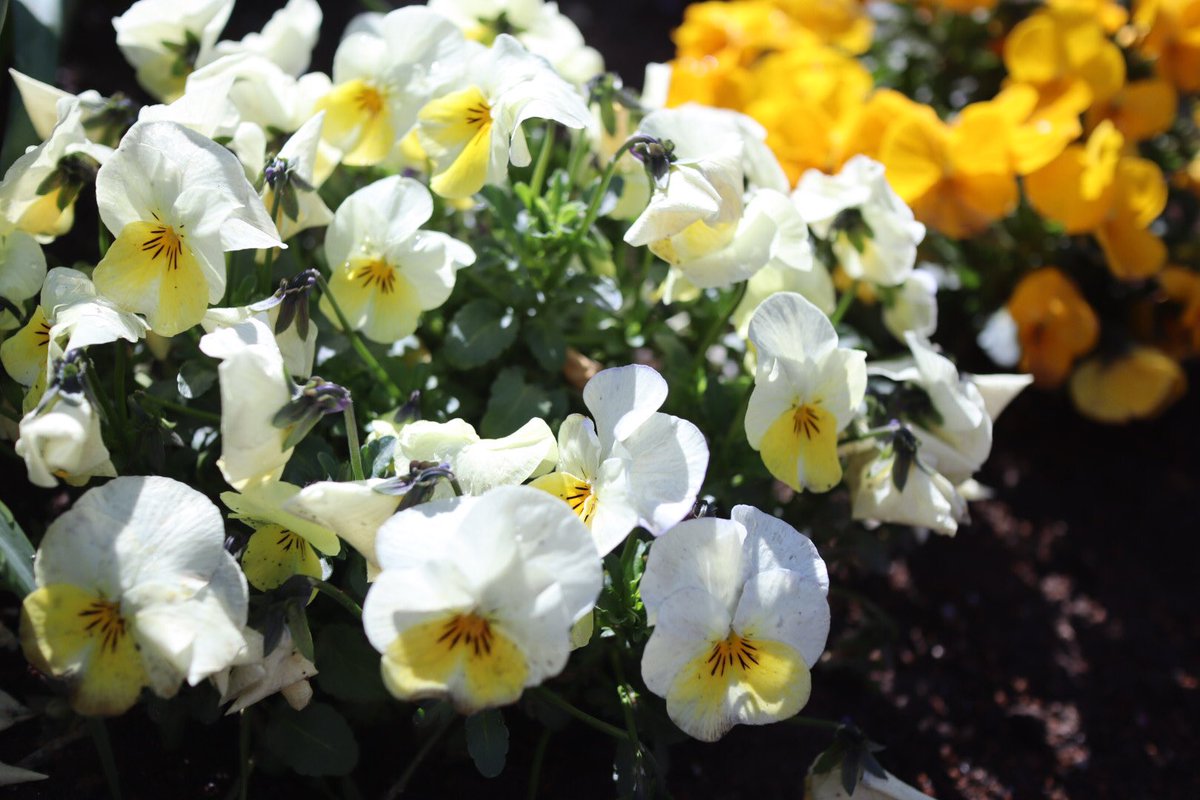 flower blurry no humans depth of field leaf white flower plant  illustration images