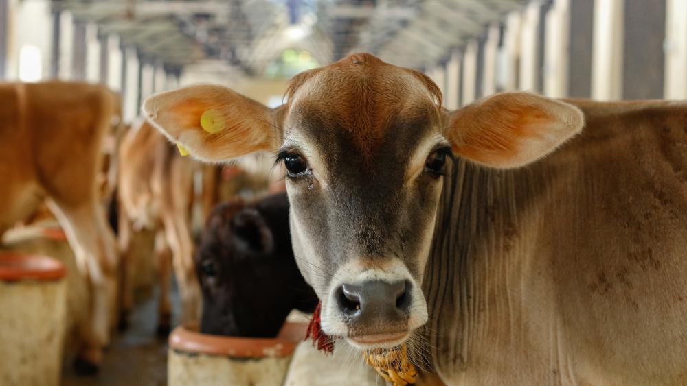 Vaccine protects cattle from bovine tuberculosis, may eliminate disease psu.ag/3VJlyoh