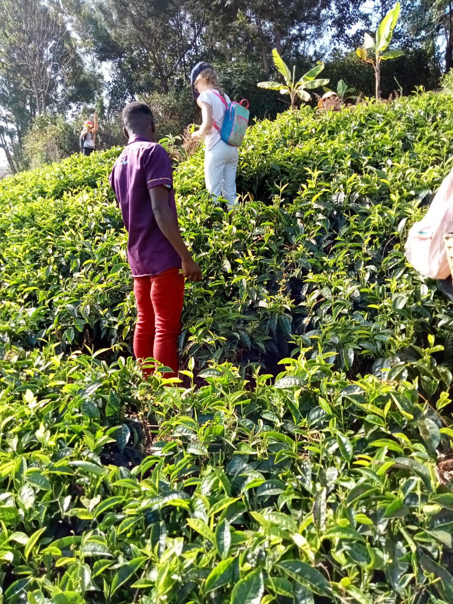 Our Tea Trek & Tasting experience is the perfect escape to learn about Kenyan tea, explore our farm, and savor the freshest green & purple brews. Tag your travel buddy and book your tea trip now! #TeaTrek #TeaTasting #EcoTravel #Kenya #TeaExperience