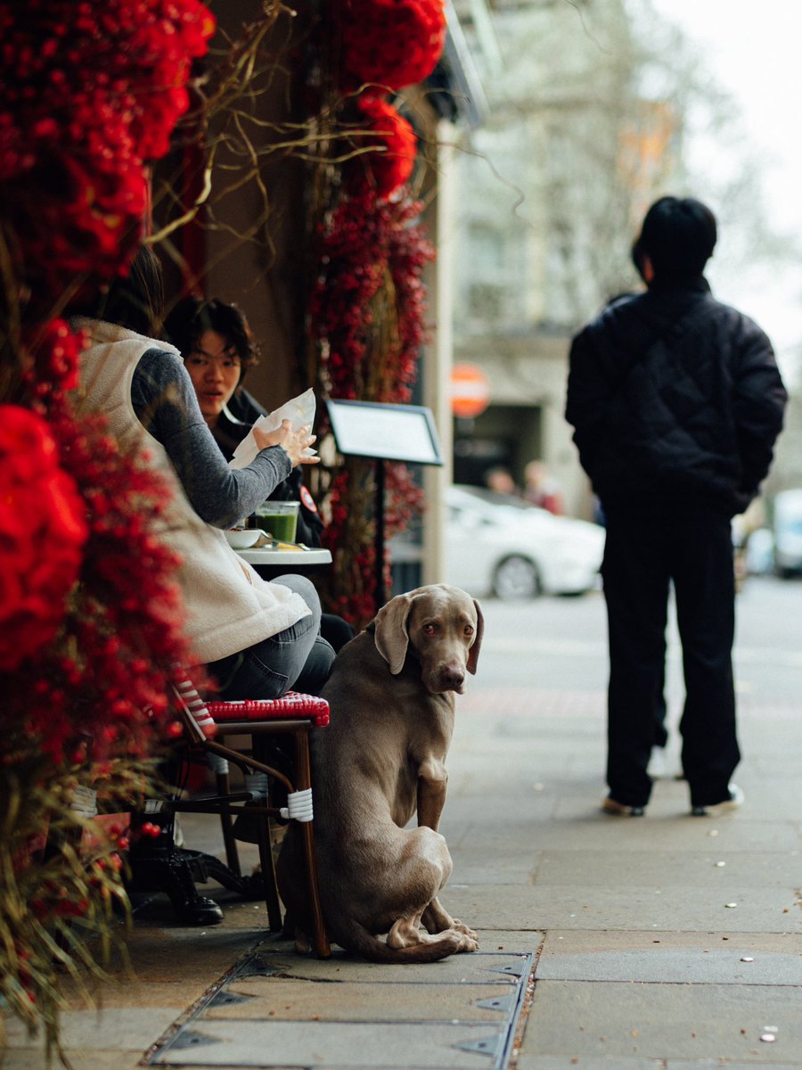 Brunch with the pup. 

#brunch #dog #weimaraner #streetphotography #london #sevendials #fujifilmgfx50r #mitakon65mmf14 #lightroommobile #lightandshadow #protectyourhighlights #embraceyourshadows