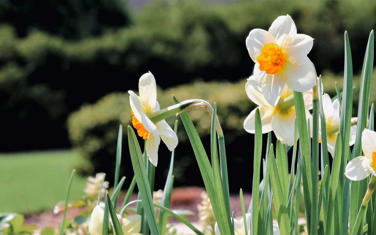 Lovely Daffodils sprouting up are a bit of sunshine in the garden. After the long, grey winter months spring flowers are so welcome. That's why designing for every season is so important.

#RPtransforms #gardensteward #springgarden #gardening #springflowers