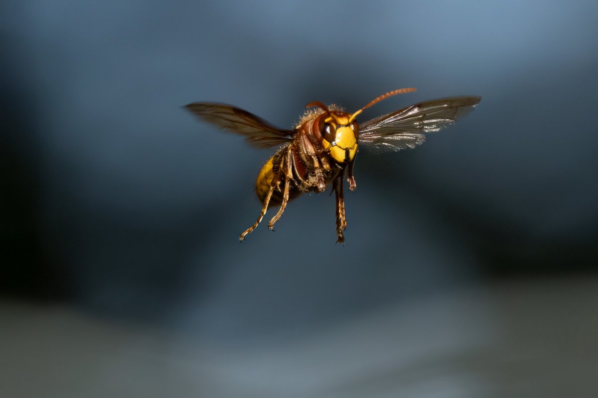 #Bestioles 🐞 s’enrichit pour les vacances de printemps ! Apprenez à mieux connaître 6 espèces méconnues ou à mauvaise réputation : le frelon européen, le castor, l’albatros hurleur, le ver luisant… 👉 mnhn.fr/bestioles Un podcast coproduit par @franceinter et le Muséum.