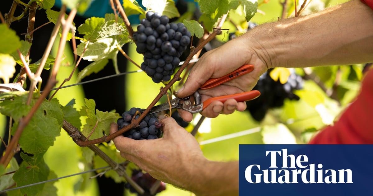 Light red wines for spring | Fiona Beckett on drink theguardian.com/food/2024/mar/…