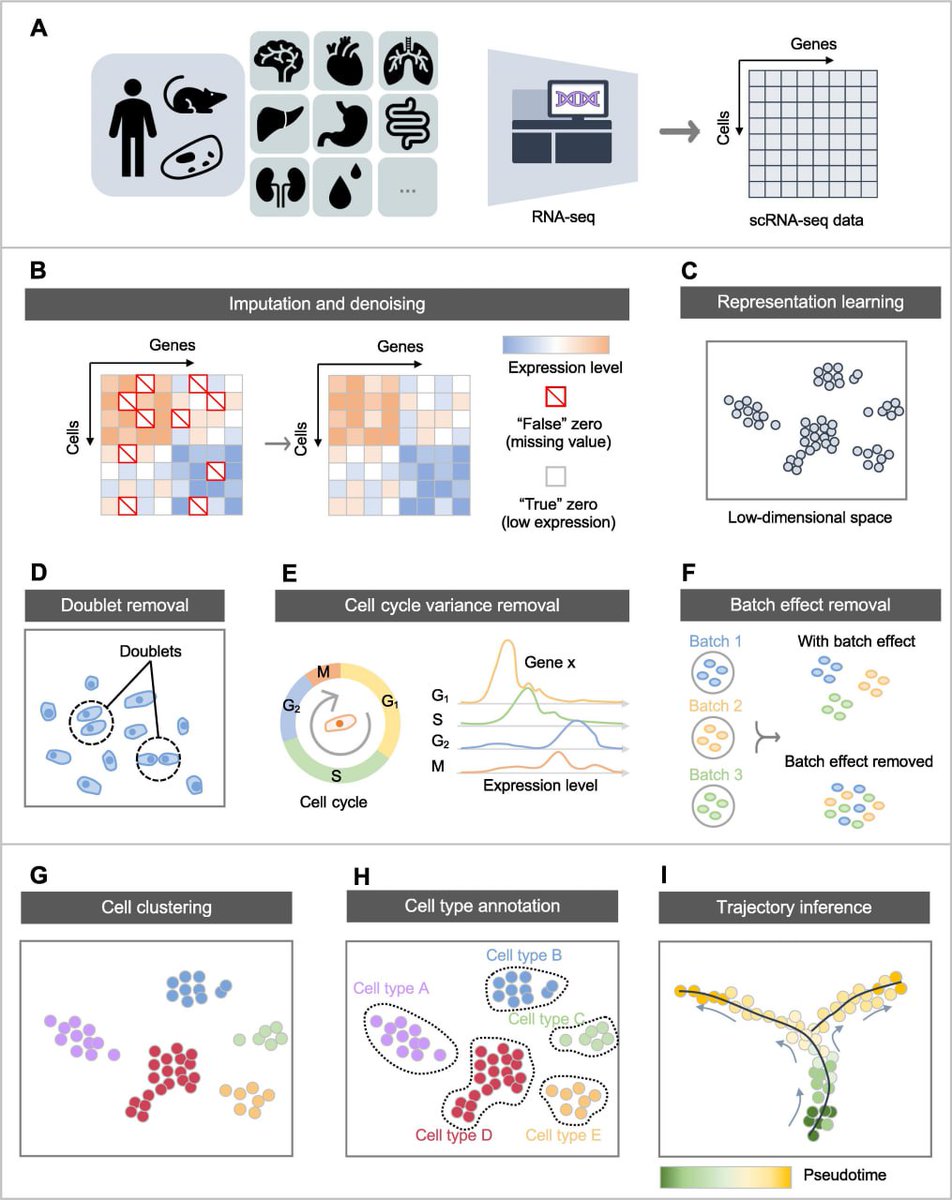 📄 Application of Deep Learning on Single-Cell RNA Sequencing Data Analysis: A Review 📘Journal: Genomics, Proteomics and Bioinformatics (I.F.= 9.5) 🗓 Publish year: 2022 🧑‍💻Authors: Matthew Brendel, Chang Su, Zilong Bai, ... 📎 Study the paper - academic.oup.com/gpb/article/20…