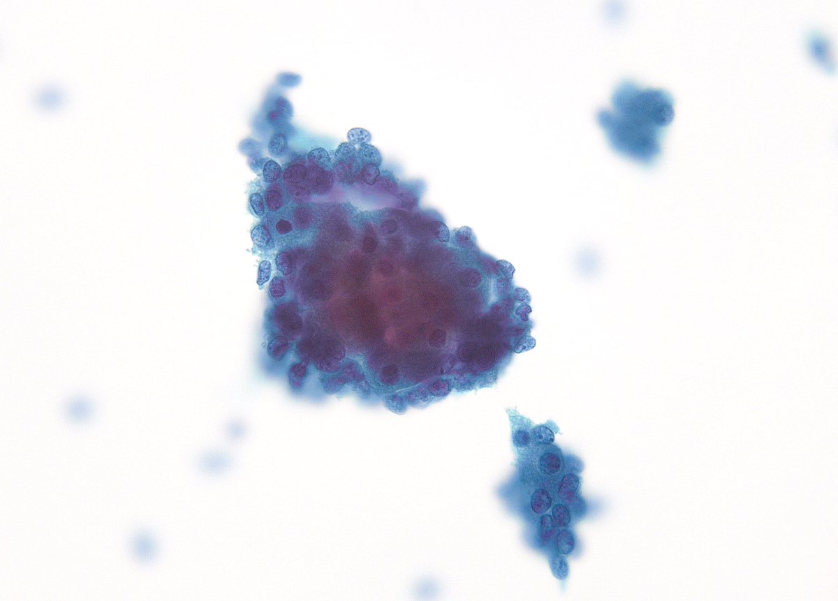 Syed Z. Ali tweet media