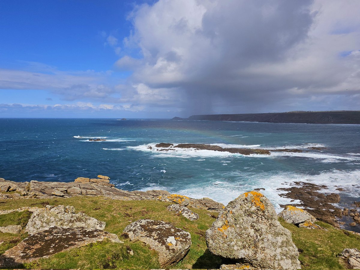 Amongst the hundreds of auks off Sennen Cove this morning after yesterday's storm, 3 spanking Black Guillemots on the sea were a bit of a surprise