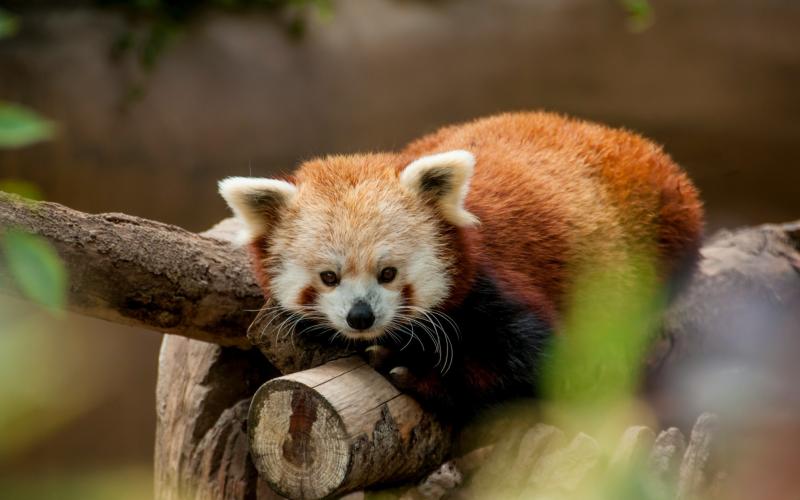 redpandadata's tweet image. Legacy systems, data silos, and chaotic #datapipelines are all big blockers for the financial services industry (#FSI) trying to adopt #AI.

Fear not, our very own @Christina_wm wrote a two-part series on how to create order from the chaos and set robust foundations to…