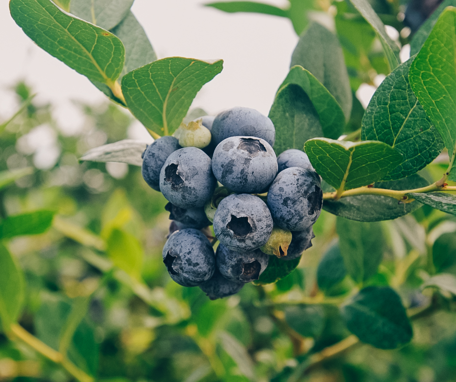#DYK that Florida 🫐 blueberries🫐 are the first blueberries to ripen in North America? To support our #FLGrowers, DPI helps facilitate the export of #FLBlueberries by providing 🔎 inspection, and 📄 certification services to our blueberry industry.