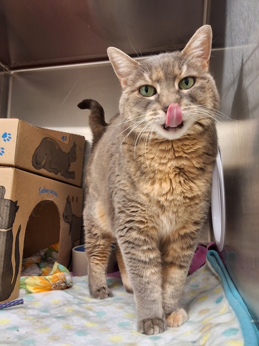 Meet Bell!❤️ At 13 years old, she may be shy at first, but with time she does warm up to adults quickly. She loves ear scratches and will happily boop her nose on your hand to let you know that she wants more.⁠ Learn more about sweet Bell at ow.ly/YWYq50R3M2i #Squamishbc